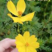 ヒメ日記 2025/09/24 17:26 投稿 速水由香 五十路マダムエクスプレス横浜店（カサブランカグループ）