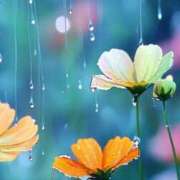 ヒメ日記 2025/10/01 14:08 投稿 速水由香 五十路マダムエクスプレス横浜店（カサブランカグループ）