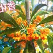 ヒメ日記 2025/10/26 12:28 投稿 速水由香 五十路マダムエクスプレス横浜店（カサブランカグループ）