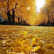 ヒメ日記 2025/11/19 13:58 投稿 速水由香 五十路マダムエクスプレス横浜店（カサブランカグループ）