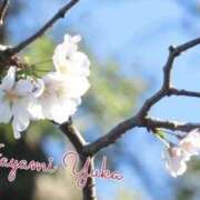 ヒメ日記 2026/03/19 16:10 投稿 速水由香 五十路マダムエクスプレス横浜店（カサブランカグループ）