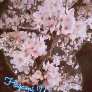 ヒメ日記 2026/03/31 23:16 投稿 速水由香 五十路マダムエクスプレス横浜店（カサブランカグループ）