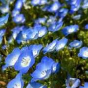 ヒメ日記 2026/04/14 07:16 投稿 速水由香 五十路マダムエクスプレス横浜店（カサブランカグループ）