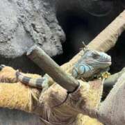 ヒメ日記 2025/11/03 15:50 投稿 ねね 完熟ばなな 上野店