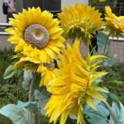 ヒメ日記 2025/10/15 11:39 投稿 つき ～優しい若妻倶楽部～Mrs.女神