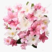 ヒメ日記 2025/11/12 10:02 投稿 椿 聖女(マリア)