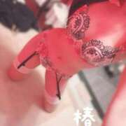 ヒメ日記 2025/11/12 23:11 投稿 椿 聖女(マリア)