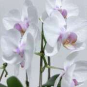 ヒメ日記 2025/10/15 21:31 投稿 りい なでし娘