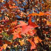 ヒメ日記 2025/12/17 00:12 投稿 りい なでし娘