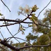 ヒメ日記 2026/03/20 08:22 投稿 りい なでし娘