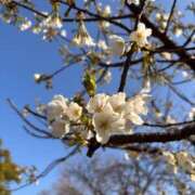 ヒメ日記 2026/03/24 08:17 投稿 りい なでし娘