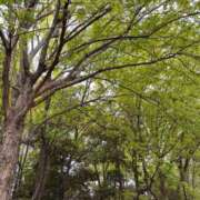 ヒメ日記 2026/04/20 08:32 投稿 りい なでし娘