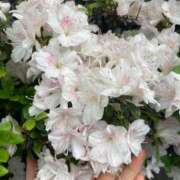 ヒメ日記 2026/04/13 16:50 投稿 しほ Felice(フェリス)