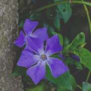 ヒメ日記 2026/04/18 17:02 投稿 しほ Felice(フェリス)