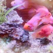 ヒメ日記 2025/09/17 10:00 投稿 みおん 錦糸町人妻セレブリティ（ユメオト）