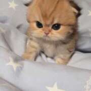 ばぶみ お泊まりコースありがとうございました♡ 日本橋・谷九サンキュー