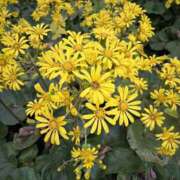 ヒメ日記 2025/12/20 15:00 投稿 ミレイ 厚木オイルリンパ性感　厚木メンズエステm