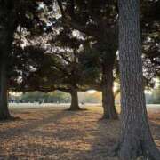 ヒメ日記 2025/12/31 15:00 投稿 ミレイ 厚木オイルリンパ性感　厚木メンズエステm