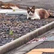 ヒメ日記 2025/10/21 16:52 投稿 ようこ 人妻倶楽部　ひまわり