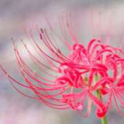 ヒメ日記 2025/10/21 21:48 投稿 ようこ 人妻倶楽部　ひまわり