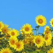 ヒメ日記 2025/10/27 07:02 投稿 ようこ 人妻倶楽部　ひまわり