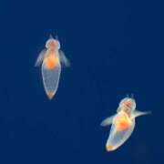 ヒメ日記 2025/10/30 09:42 投稿 ようこ 人妻倶楽部　ひまわり