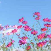 ヒメ日記 2025/10/31 23:26 投稿 ようこ 人妻倶楽部　ひまわり