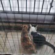 ヒメ日記 2025/11/07 06:54 投稿 ようこ 人妻倶楽部　ひまわり