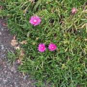 ヒメ日記 2025/11/14 09:02 投稿 ようこ 人妻倶楽部　ひまわり