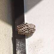 ヒメ日記 2025/11/14 21:02 投稿 ようこ 人妻倶楽部　ひまわり