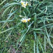 ヒメ日記 2026/01/24 03:30 投稿 ようこ 人妻倶楽部　ひまわり