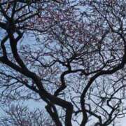 ヒメ日記 2026/01/28 22:01 投稿 ようこ 人妻倶楽部　ひまわり