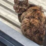 ヒメ日記 2026/02/03 21:30 投稿 ようこ 人妻倶楽部　ひまわり