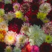 ヒメ日記 2026/03/13 22:21 投稿 ようこ 人妻倶楽部　ひまわり