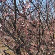 ヒメ日記 2026/03/16 20:18 投稿 ようこ 人妻倶楽部　ひまわり