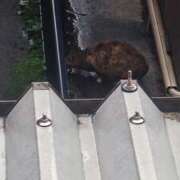 ヒメ日記 2026/04/10 23:18 投稿 ようこ 人妻倶楽部　ひまわり