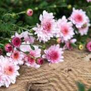ヒメ日記 2026/05/08 18:33 投稿 ようこ 人妻倶楽部　ひまわり