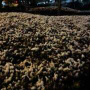 ヒメ日記 2026/01/03 18:16 投稿 YUKI Salvador (サルバドール)