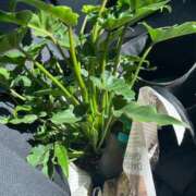 ヒメ日記 2025/10/03 14:30 投稿 長濱 みのり 人妻セレブ宮殿