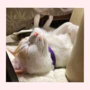 ヒメ日記 2025/09/28 13:45 投稿 工藤 なつき(クドウ ナツキ) 翡翠の夢