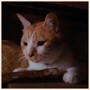 ヒメ日記 2025/10/04 11:25 投稿 工藤 なつき(クドウ ナツキ) 翡翠の夢