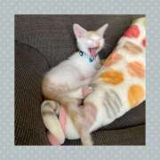 ヒメ日記 2025/10/12 00:45 投稿 工藤 なつき(クドウ ナツキ) 翡翠の夢