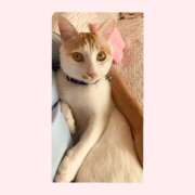 ヒメ日記 2025/10/18 10:35 投稿 工藤 なつき(クドウ ナツキ) 翡翠の夢