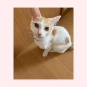 ヒメ日記 2025/10/25 11:25 投稿 工藤 なつき(クドウ ナツキ) 翡翠の夢