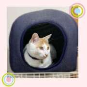 ヒメ日記 2025/11/01 13:25 投稿 工藤 なつき(クドウ ナツキ) 翡翠の夢