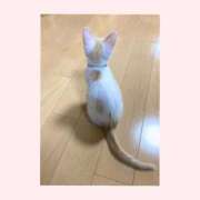 ヒメ日記 2025/11/03 11:35 投稿 工藤 なつき(クドウ ナツキ) 翡翠の夢