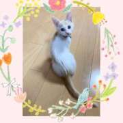 ヒメ日記 2025/11/04 14:55 投稿 工藤 なつき(クドウ ナツキ) 翡翠の夢