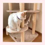 ヒメ日記 2025/12/07 15:50 投稿 工藤 なつき(クドウ ナツキ) 翡翠の夢