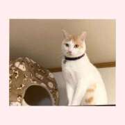 ヒメ日記 2025/12/13 10:35 投稿 工藤 なつき(クドウ ナツキ) 翡翠の夢