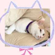 ヒメ日記 2025/12/14 11:04 投稿 工藤 なつき(クドウ ナツキ) 翡翠の夢